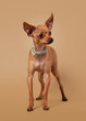 Russian toy terrier puppy on light brown background