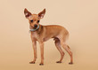 Russian toy terrier puppy on light brown background