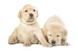 Labrador puppies
