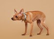 Russian toy terrier puppy on light brown background