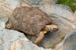 tortoise