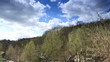 Video: clouds behind the trees in the forest (Time Lapse) clouds behind the trees in the forest (Time Lapse)