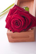 Photo: single red rose for love wedding and valentine single red rose for love wedding and valentine