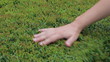Trimmed bush in the garden and hand. HD video