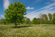 Field with overblown flowers in spring