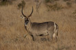 Waterbuck Bull