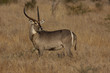 Waterbuck Bull