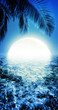Tropical night. Vertical panoramic composition.