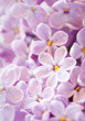 Close up beautiful lilac, selective focus