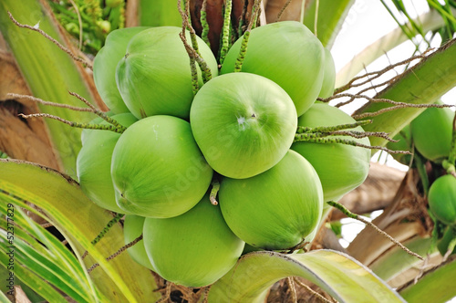 Photo: green coconut green coconut