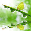 dew and butterfly