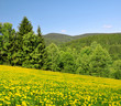 Photo: Spring landscape in the national park Sumava - Czech Republic Spring landscape in the national park Sumava - Czech Republic