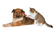 Cat brushing a blissful dog
