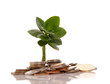 canvas print picture - Young tree growing from pile of coins