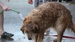 Kids grooming a shaggy dog