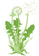 Löwenzahn, Pusteblume