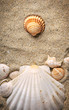 shells on sand