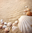 shells on sand