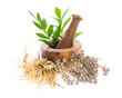 Baldrian (Valeriana officinalis) mit Wurzelstock, Blätter und B