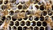 Video: Bees convert nectar into hone Bees convert nectar into hone