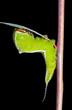 Caterpillar (Cerura erminea) 10