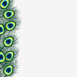 Background design with peacock feathers