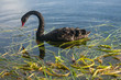 black swan witth aquatic plants