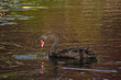 feeding black swan