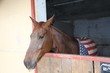horse  before the race at the Hippodrome