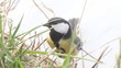 titmouse on a grass in the spring close up