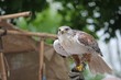careful look of a hawk looking for a possible prey