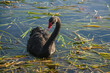 curious black swan