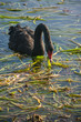 black swan feeding on aquatic plants