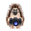 Cute hedgehog takes a picture