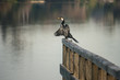 pied cormorant sitting on wooden railing