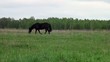 horse grazes in meadow 