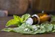 Homöopathie ganz nah