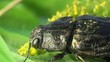 Beetle Sitting On A Leaf Beetle Sitting On A Leaf