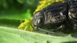 Beetle Sitting On A Leaf Beetle Sitting On A Leaf