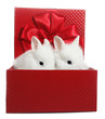 Two white rabbits bunnies in red gift box