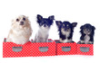 four chihuahuas