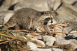 Waschbär