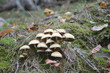 champignons dans la forêt