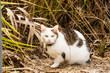 Green Eyed Cat in Meadow