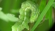 Caterpillar Macro Caterpillar Macro