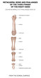 Finger. Bones of the third finger of the right hand