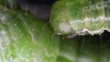 Caterpillar Macro Caterpillar Macro