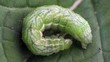 Caterpillar Macro Caterpillar Macro