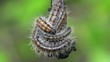 Caterpillar Macro Caterpillar Macro