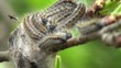 Caterpillar Macro Caterpillar Macro
